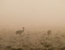 Vildmose_20240308_14-Edit_web~0.jpg