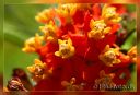 blomster08-juni-web800.jpg